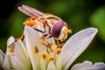 033 - Hoverfly - 20151127-Edit