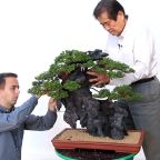 Mr Kimura Masterclass,  there’s a buzz all over the Bonsai world and it’s coming from Bonsai Empire.